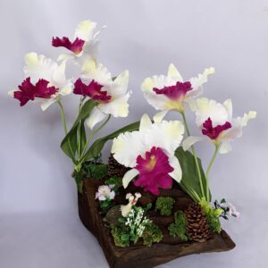 White Cattleya orchid arrangement on solid wood |  (C4140)