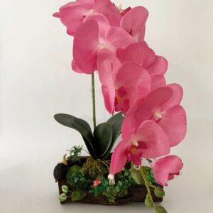 Pink Phalaenopsis orchids arrangement on solid wood. (C4144)