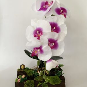 White Phalaenopsis orchids arrangement on solid wood. (C4145)