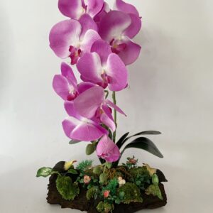 Purple Phalaenopsis orchids arrangement on solid wood. (C4147)