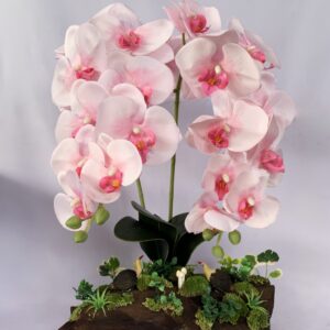 Large Pink Phalaenopsis orchids arrangement on solid wood. (C4149)