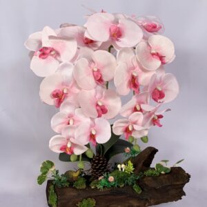 Large Pink Phalaenopsis orchids arrangement on solid wood. (C4150)