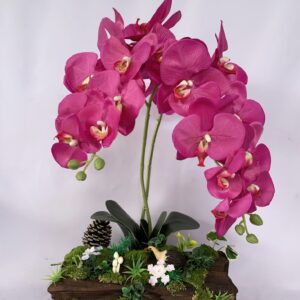 Large Pink Phalaenopsis orchids arrangement on solid wood. (C4151)