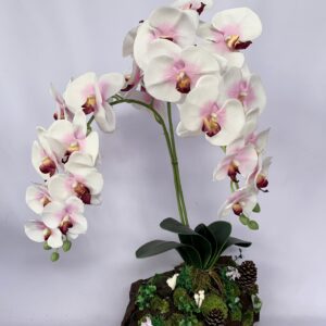 Large White Phalaenopsis orchids arrangement on solid wood. (C4154)