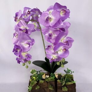 Large Purple Phalaenopsis orchids arrangement on solid wood. (C4155)