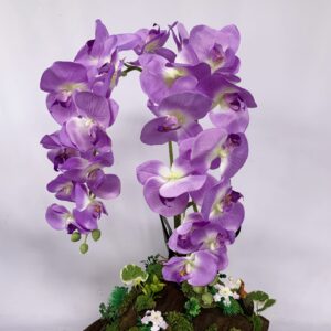 Large Purple Phalaenopsis orchids arrangement on solid wood. (C4156)