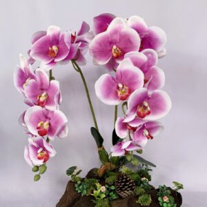 Large Pink Phalaenopsis orchids arrangement on solid wood. (C4157)
