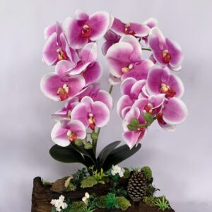 Large Pink Phalaenopsis orchids arrangement on solid wood. (C4158)